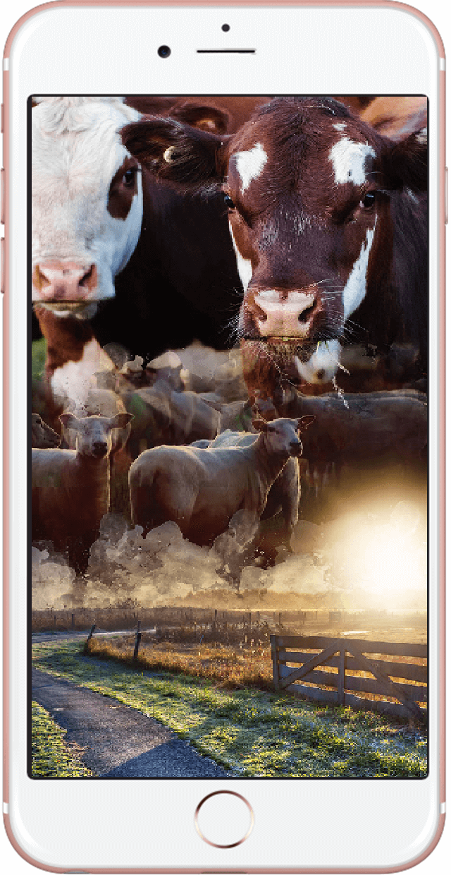 Tarım ve Hayvancılık Mobil Web Uygulama Mockup 2 - Evyapan